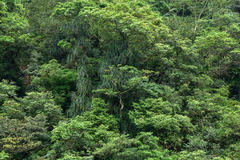 Freycinetia formosana