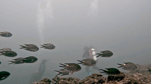 Smoky chromis (Chromis fumea) — Pomacentridae