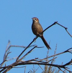 Sphenoeacus afer afer