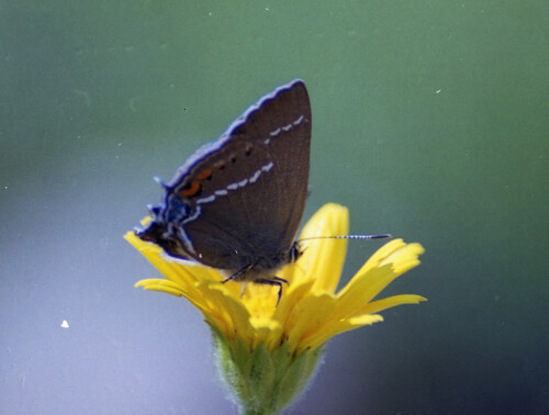 Ostrôžkár trnkový (Satyrium spini)