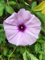 Ipomoea cairica