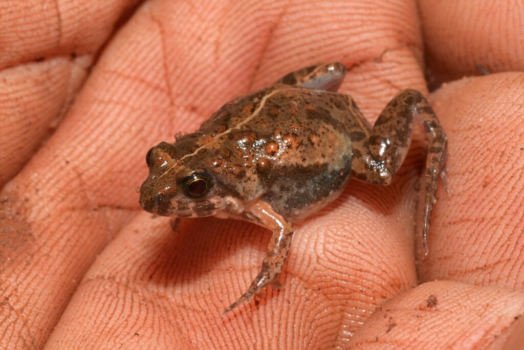 Stewart's Puddle Frog