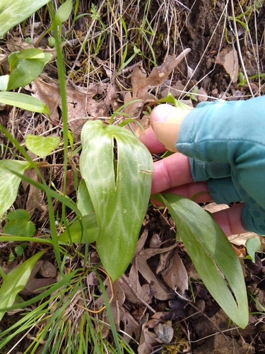 Image of Erythronium californicum by no rights reserved