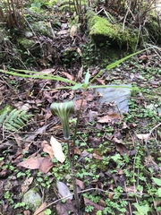 Arisaema consanguineum