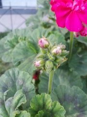 Geraniaceae