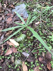 Arisaema consanguineum