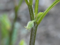 Physaleae