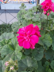 Geraniaceae