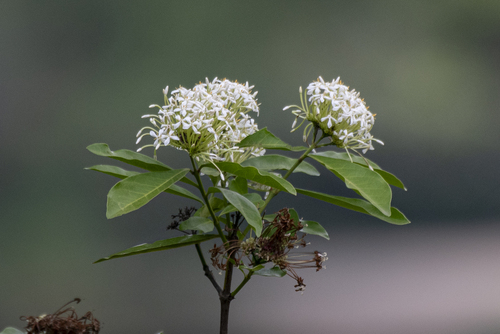 Ixora finlaysoniana