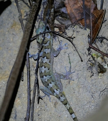Annulated Bow-Fingered Gecko photo 3