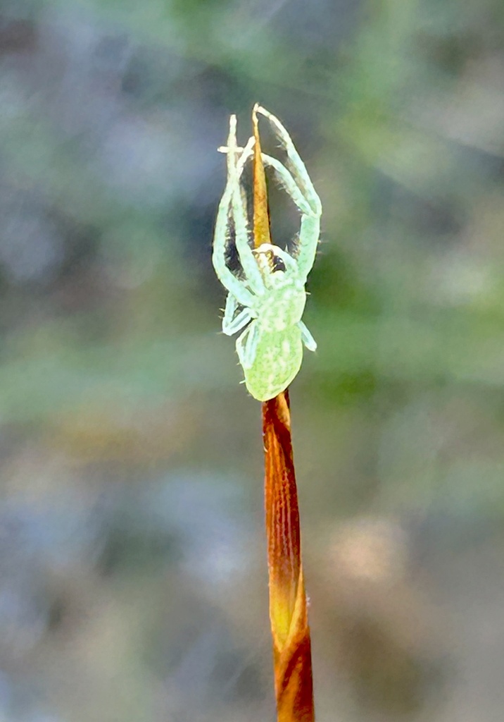 Oxytate leruthi