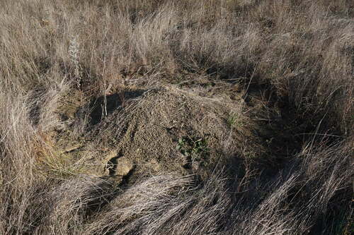 Mound-building Mouse