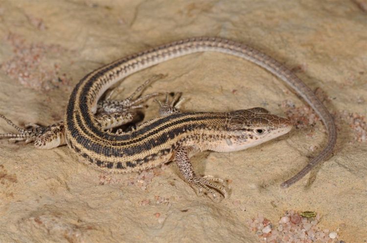 Peters' Shield-Backed Lizard