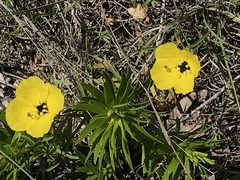 Oenothera serrulata