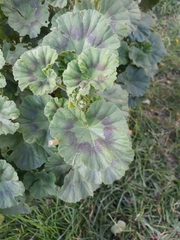 Geraniaceae