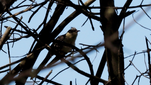 Críalo europeo (Clamator glandarius)
