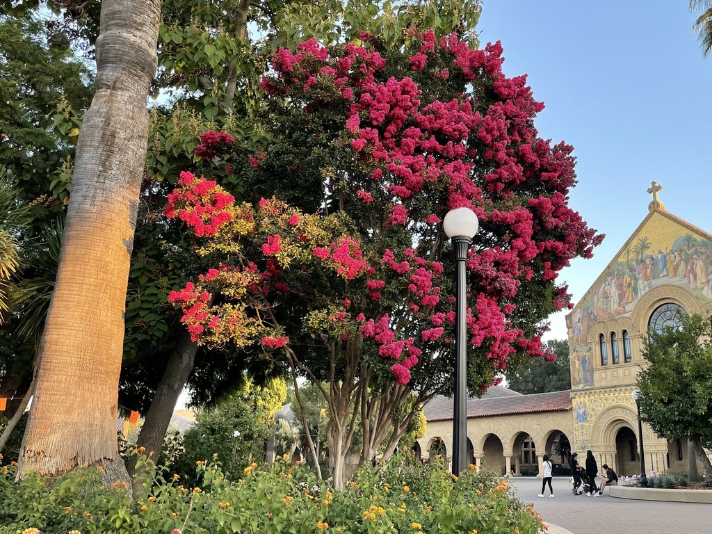 Lagerstroemia × egolfii