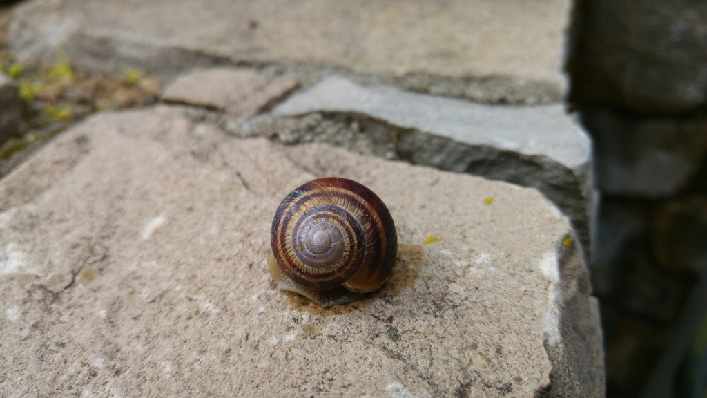 Helix straminea