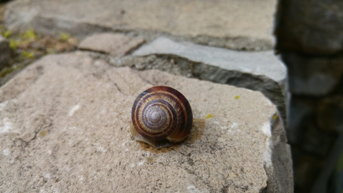 Helix straminea