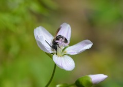 Andrena erigeniae