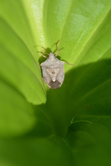 Euschistus servus euschistoides