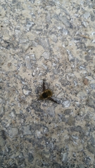 Bombylius fimbriatus