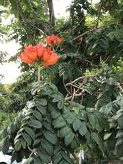 Spathodea campanulata