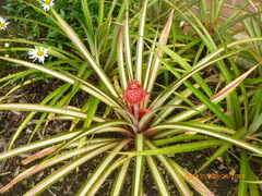 Ananas comosus bracteatus