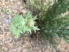 Romneya coulteri