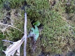Asplenium scolopendrium americanum
