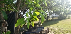Fraxinus berlandieriana