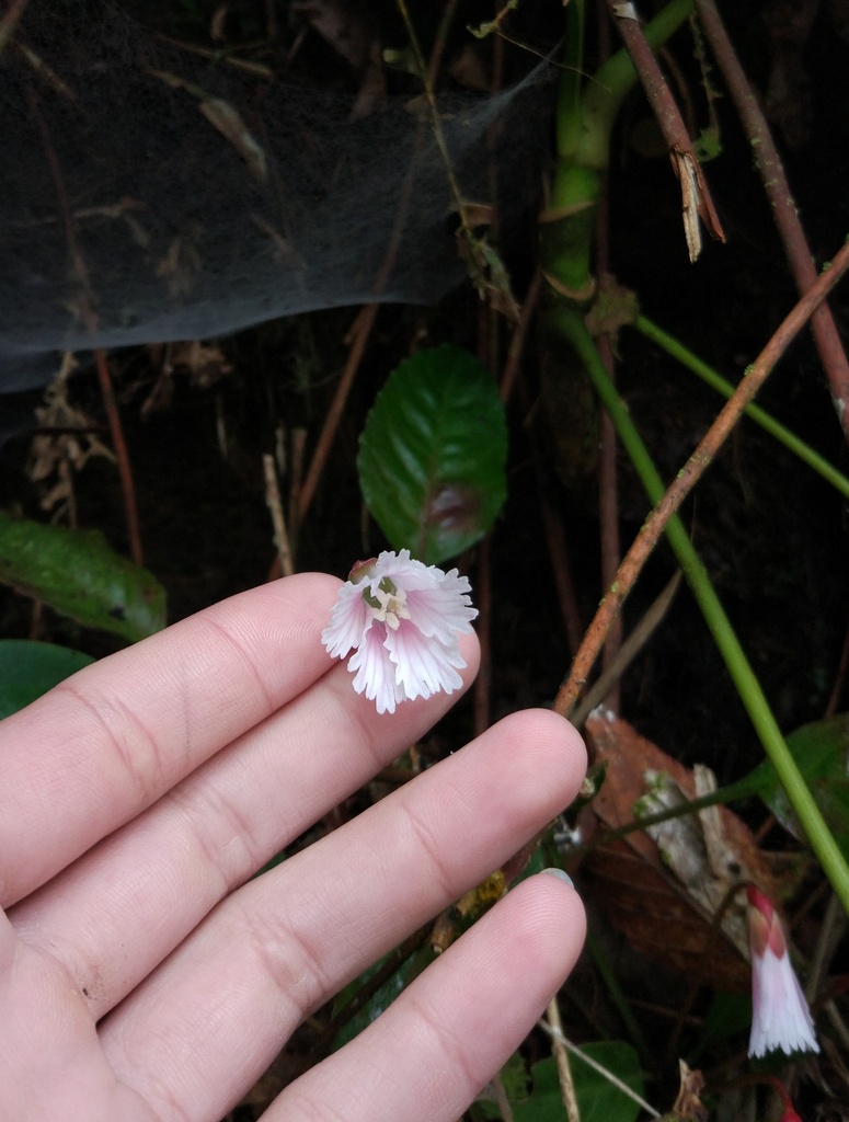 Shortia sinensis (Shortia sinensis)