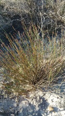 Restio sieberi