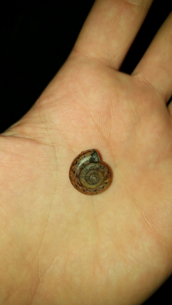 Campylaea planospira
