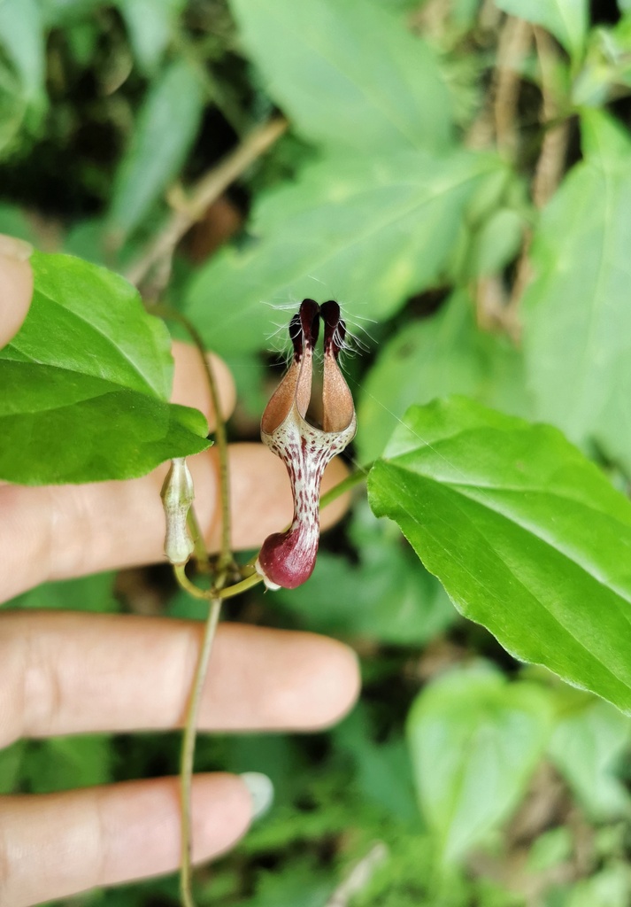 Ceropegia lucida (Ceropegia lucida)