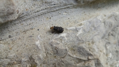 Platyrhinus resinosus