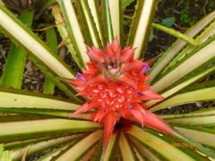 Ananas comosus bracteatus