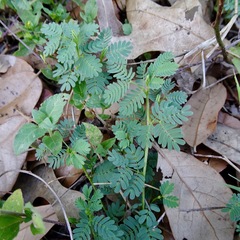 Desmanthus velutinus