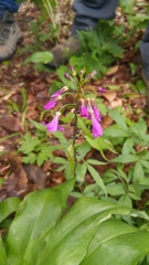 Cardamine bulbifera