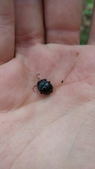 Accanthopus velikensis