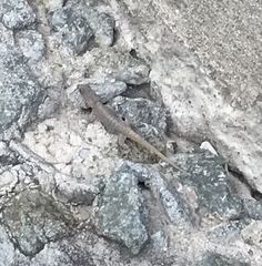 Gonatodes albogularis