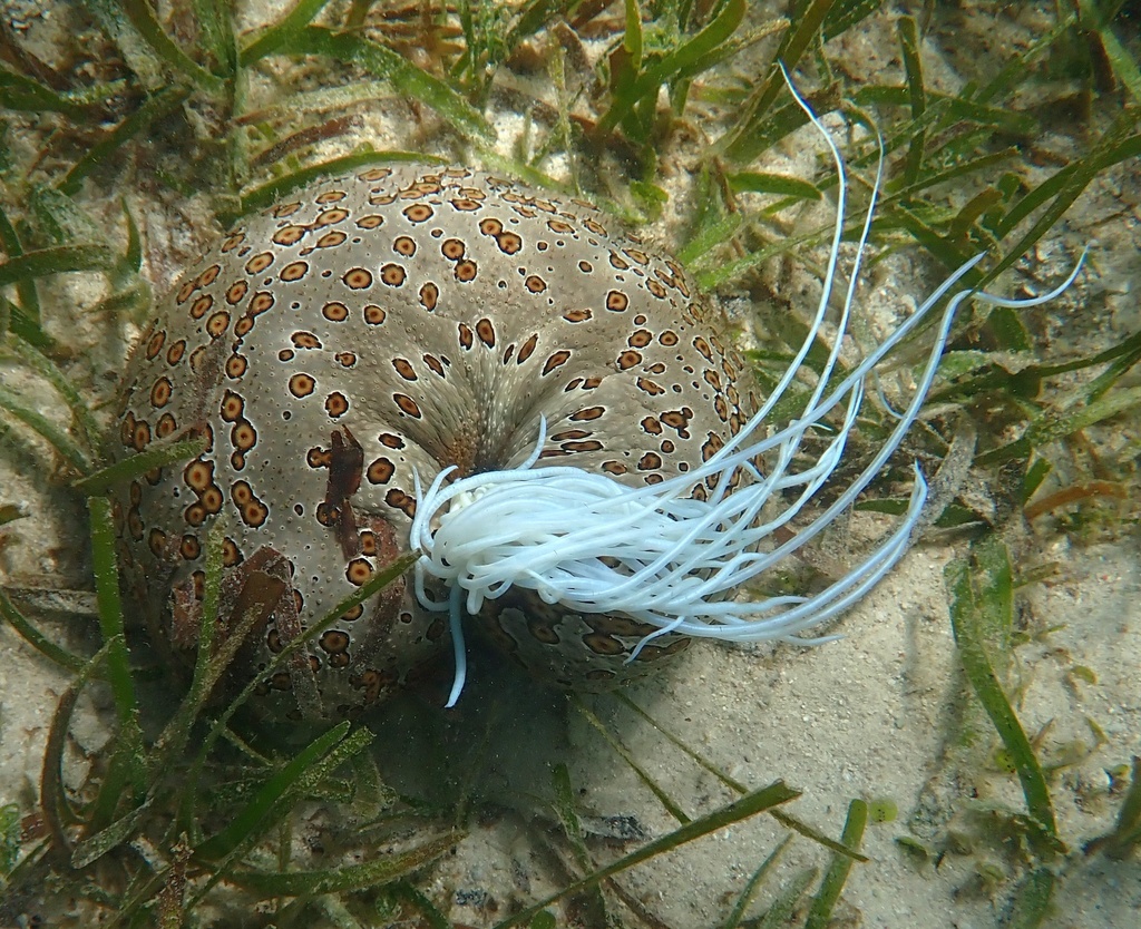 Holothurie léopard