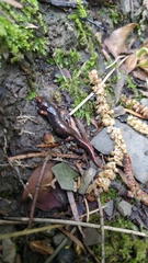 Speleomantes italicus