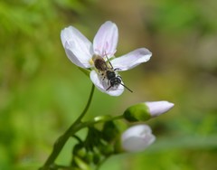 Andrena erigeniae