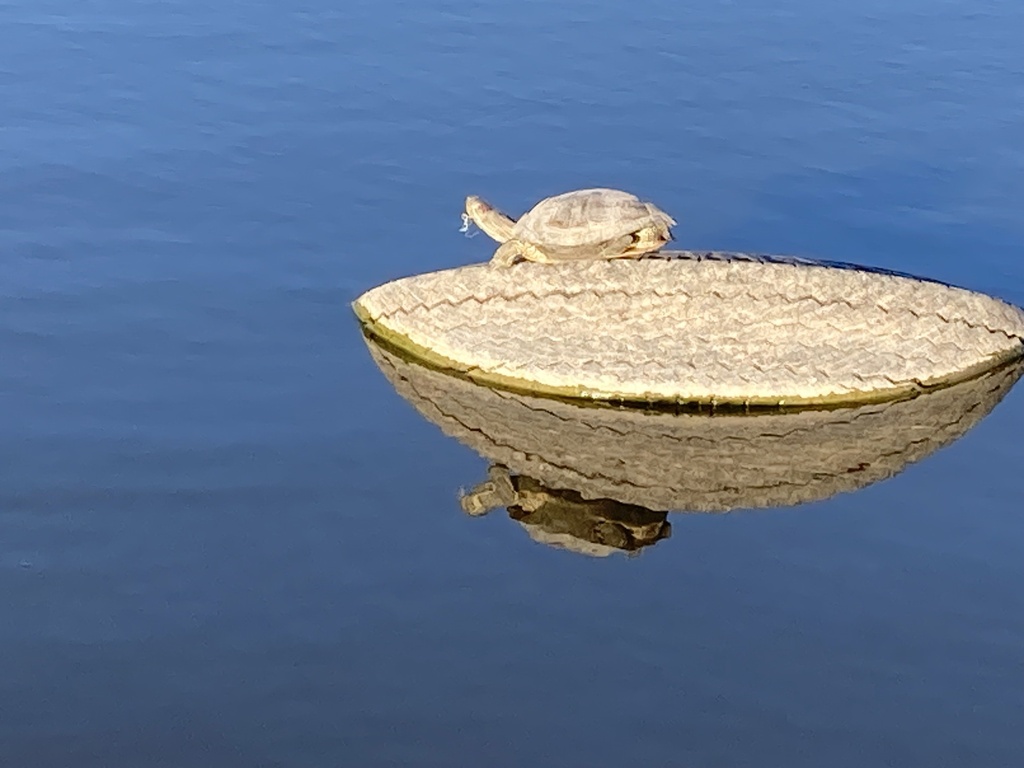 Pond Slider in April 2024 by Debra Hann · iNaturalist