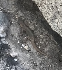 Gonatodes albogularis