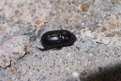 Alissonotum pauper