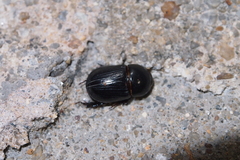 Alissonotum pauper
