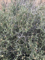Brickellia frutescens