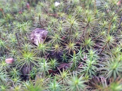 Polytrichum pallidisetum